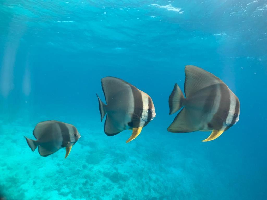 Beach Star Maldives Hangnaameedhoo エクステリア 写真